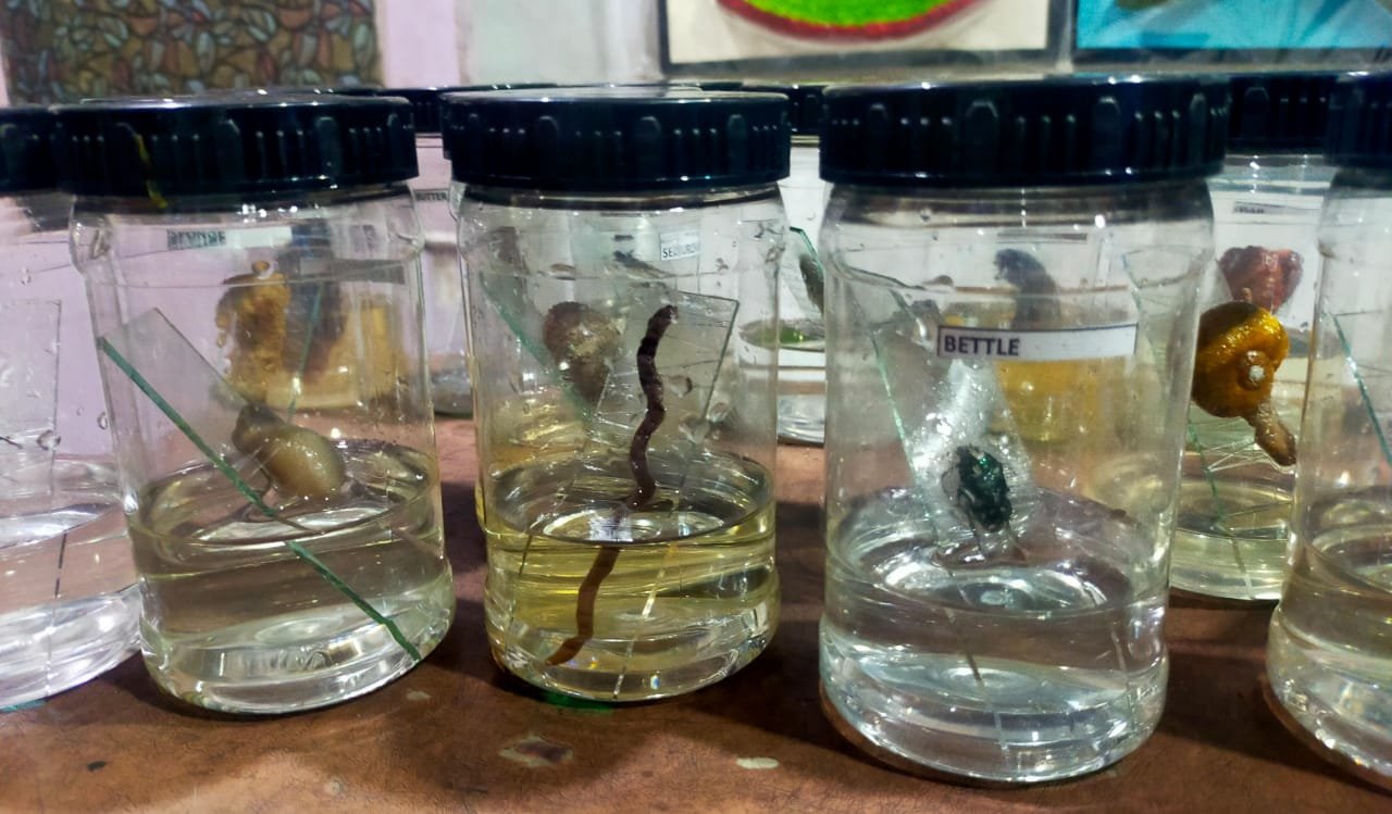 Specimen set